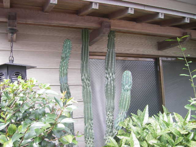 minami-nobeoka-eki-oct-14-2008-cactus.jpg