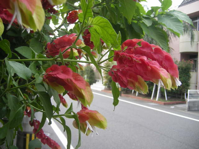 minami-nobeoka-eki-oct-14-2008-flower.jpg